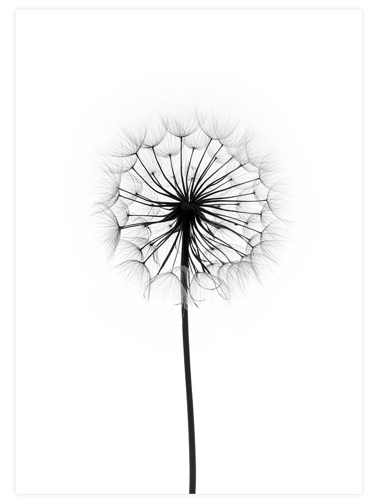 Dandelion N1 - Art Print Fotoğraflar Poster