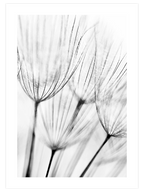 Delicatesse - Art Print