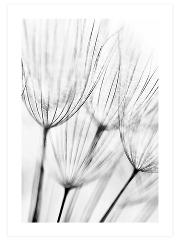 Delicatesse - Art Print