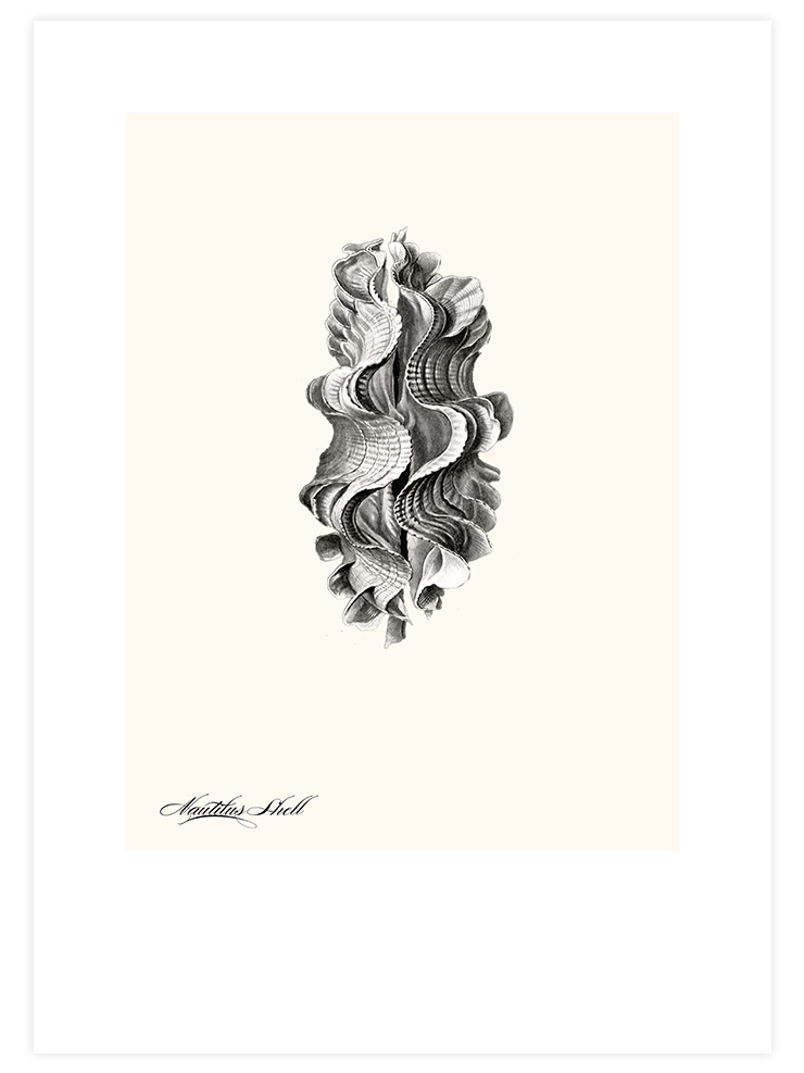 Deniz Kabuğu N2 - Art Print Ürün ana görseli