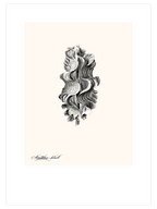 Deniz Kabuğu N2 - Art Print