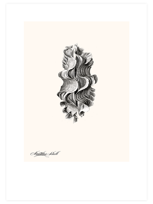 Deniz Kabuğu N2 Poster - Giclée Baskı