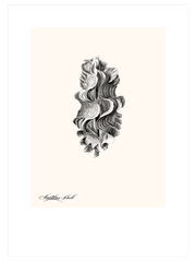 Deniz Kabuğu N2 - Fine Art Poster