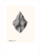 Deniz Kabuğu N3 - Art Print