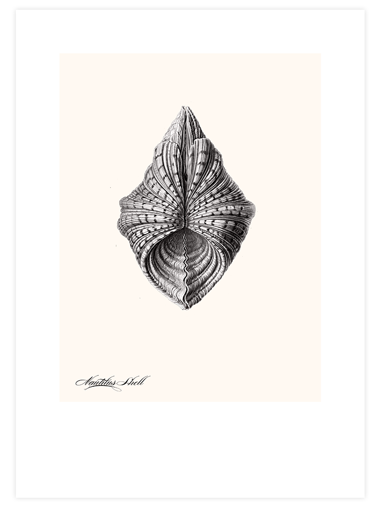 Deniz Kabuğu N3 - Art Print