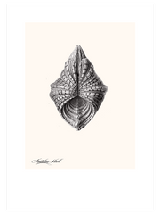 Deniz Kabuğu N3 - Fine Art Poster