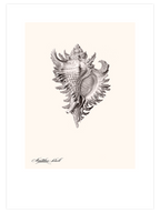 Deniz Kabuğu - Art Print