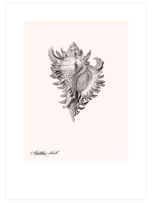 Deniz Kabuğu Poster - Giclée Baskı