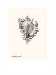 Deniz Kabuğu Poster - Giclée Baskı