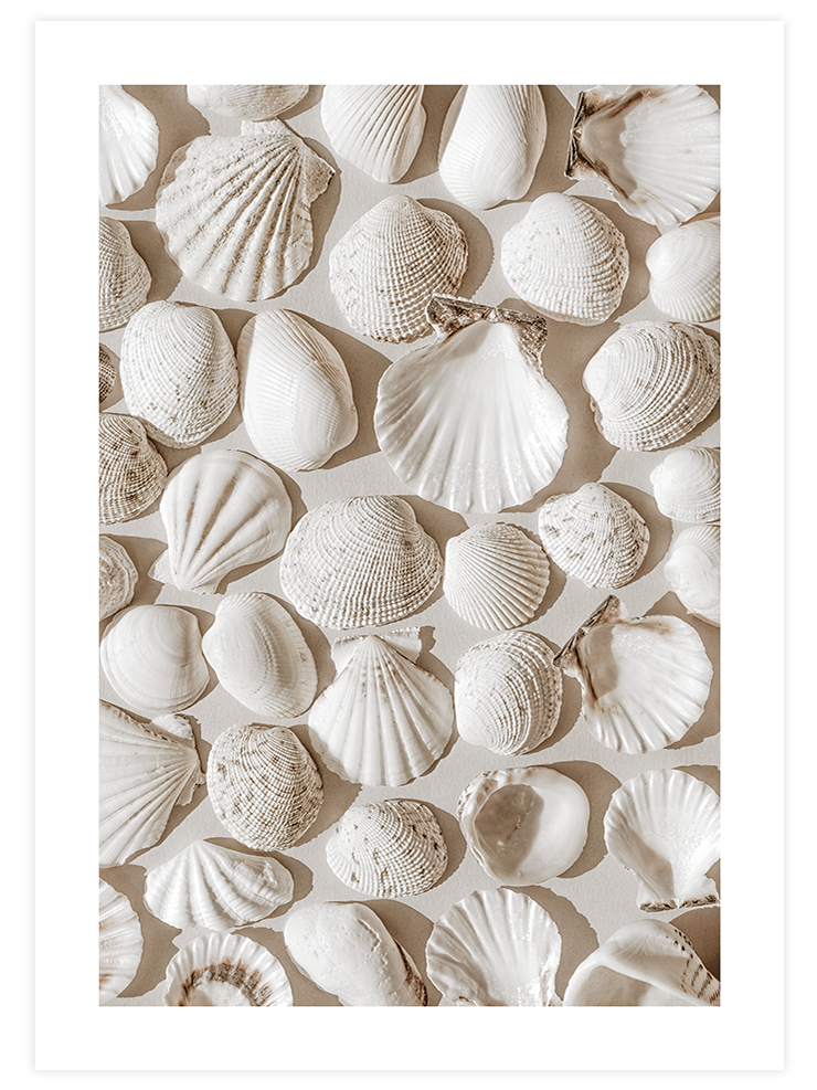 Deniz Kabukları - Art Print Ürün ana görseli