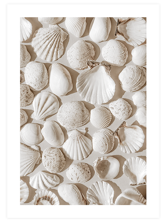 Deniz Kabukları - Fine Art Poster
