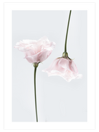 Duo De Fleurs - Art Print