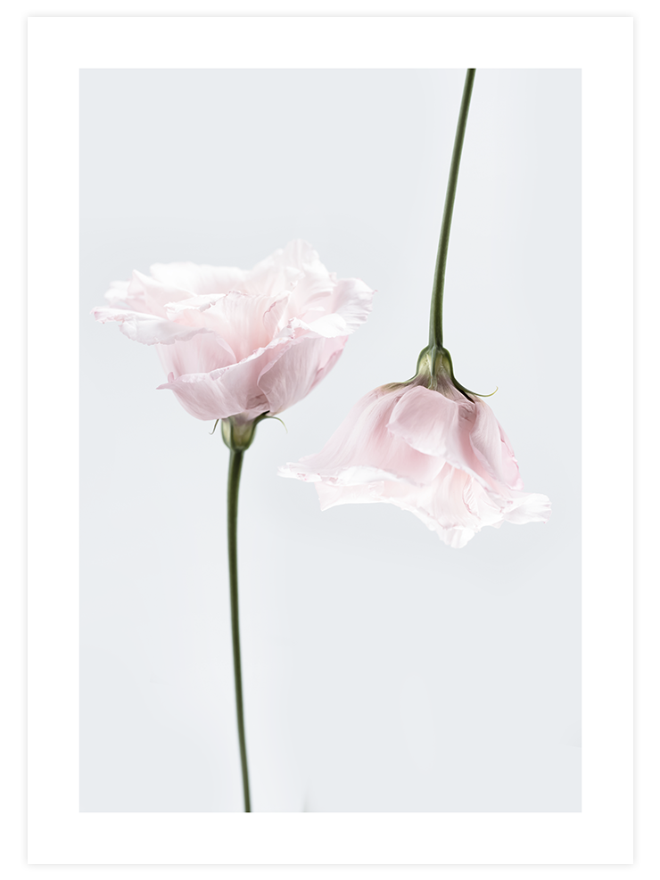 Duo De Fleurs - Art Print Fotoğraflar Poster
