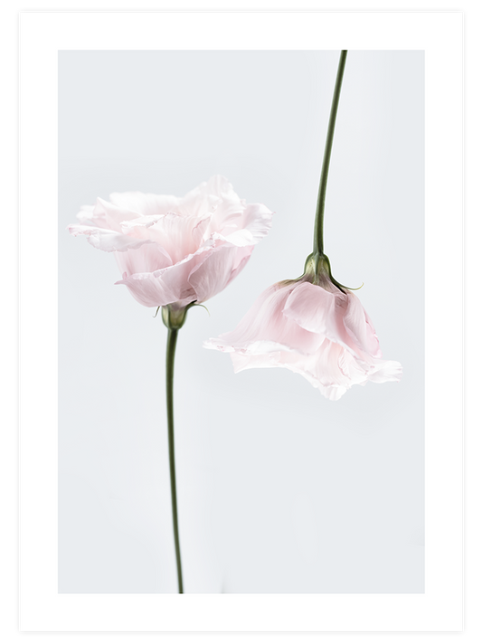 Duo De Fleurs - Art Print