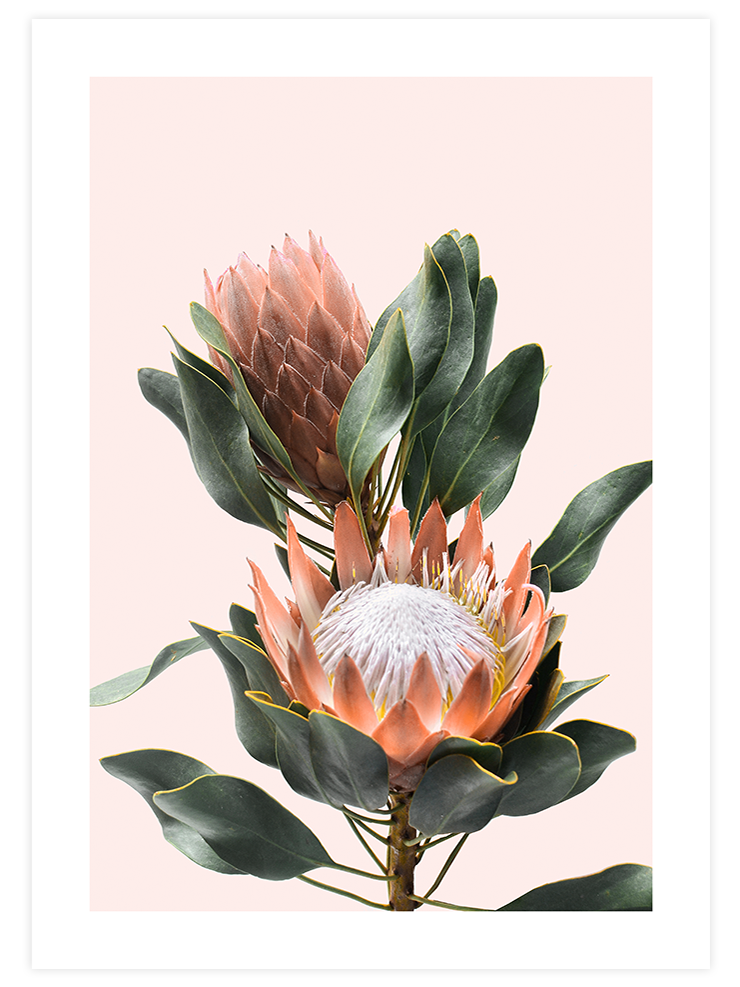 Egzotik Çiçek - Art Print