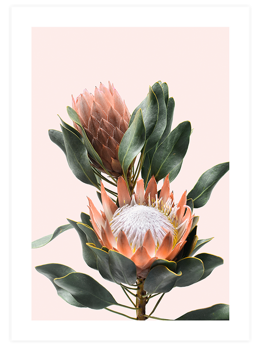 Egzotik Çiçek Poster - Giclée Baskı