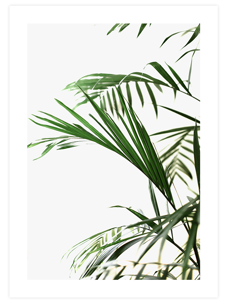 Elegance N1 - Art Print