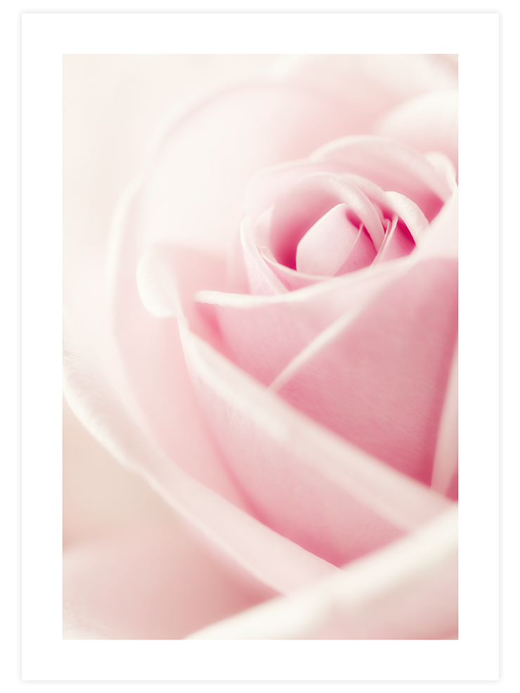 Essence Rose - Art Print Ürün ana görseli