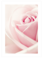 Essence Rose - Art Print