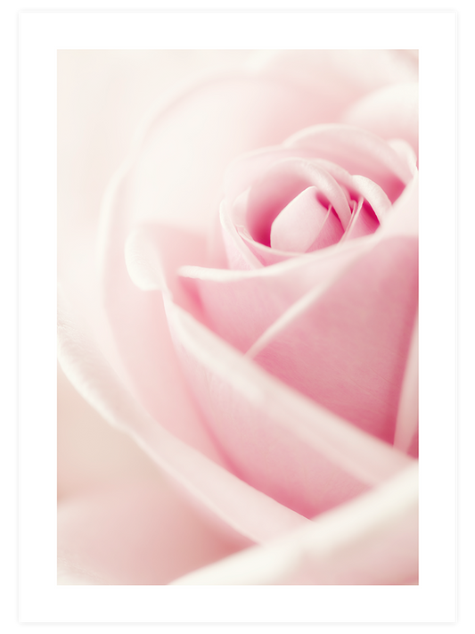 Essence Rose - Art Print