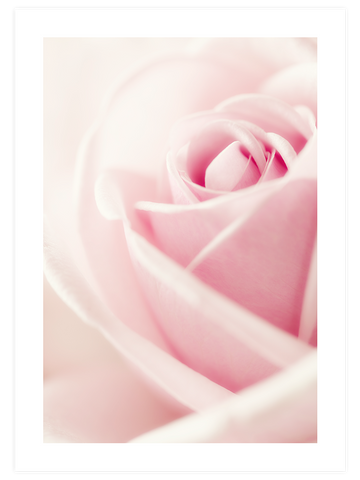 Essence Rose - Art Print