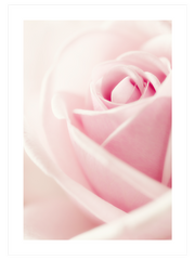 Essence Rose - Fine Art Poster