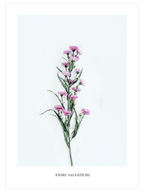 Fleur Sauvage - Art Print