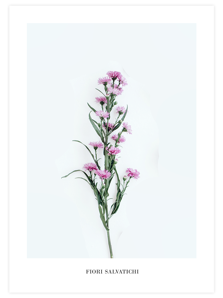 Fleur Sauvage - Art Print