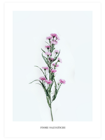 Fleur Sauvage - Art Print
