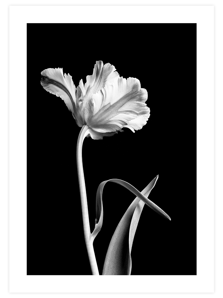 Flor - Art Print