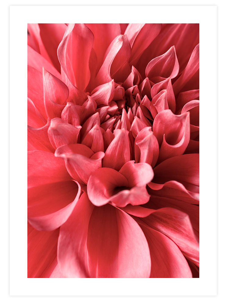 Flower Power - Art Print Fotoğraflar Poster
