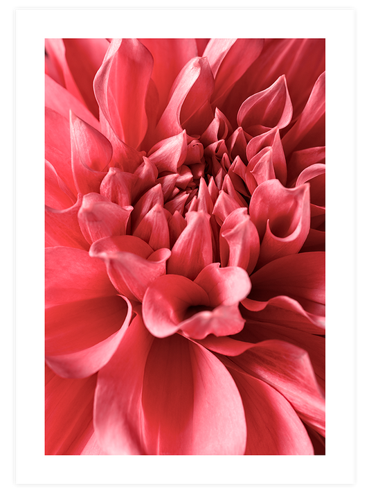 Flower Power - Art Print