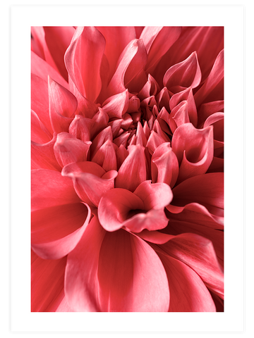 Flower Power - Art Print