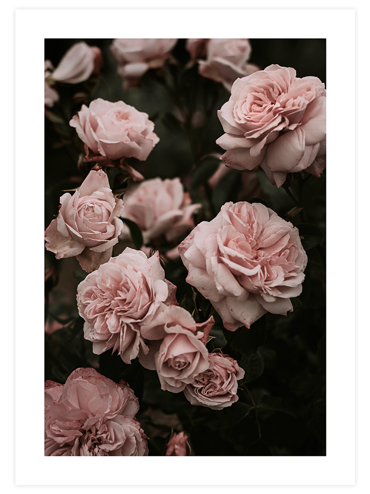 Garden Roses - Art Print Ürün ana görseli