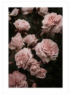 Garden Roses - Art Print