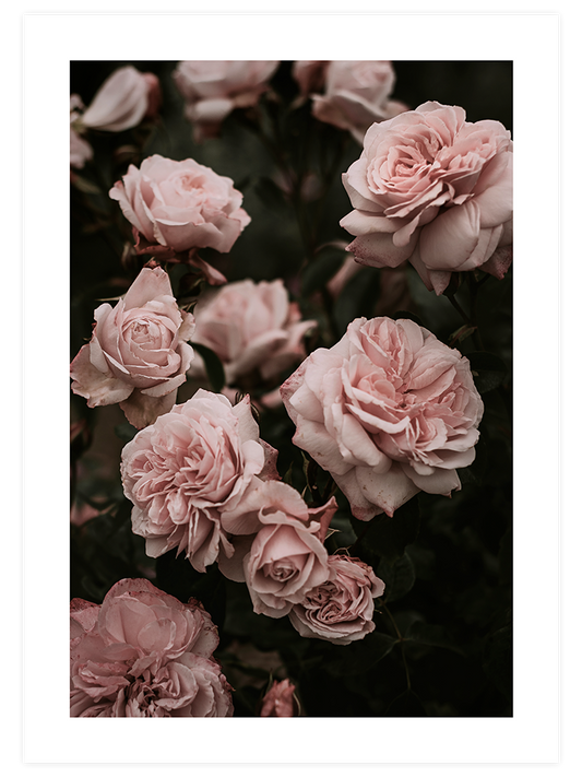 Garden Roses Poster - Giclée Baskı