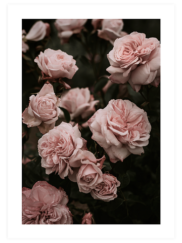 Garden Roses - Art Print