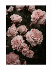 Garden Roses - Fine Art Poster