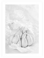 Garlic - Art Print