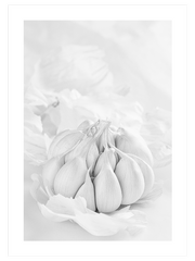 Garlic - Fine Art Poster