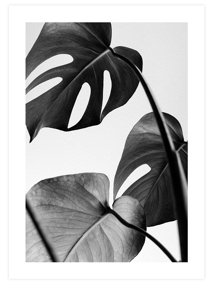 Gri Monstera - Art Print Ürün ana görseli