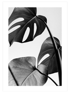 Gri Monstera - Art Print