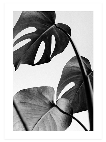 Gri Monstera - Art Print