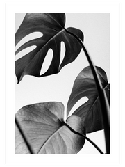 Gri Monstera - Fine Art Poster