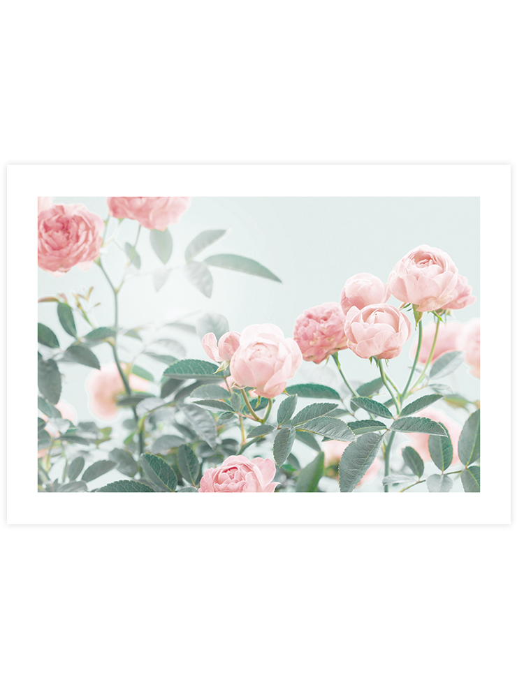 Gül Bahçesi - Art Print Fotoğraflar Poster