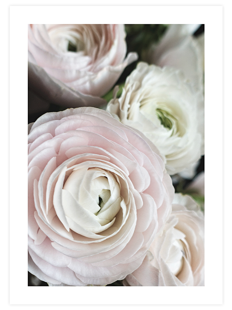 Gül Demeti N2 - Art Print Ürün ana görseli