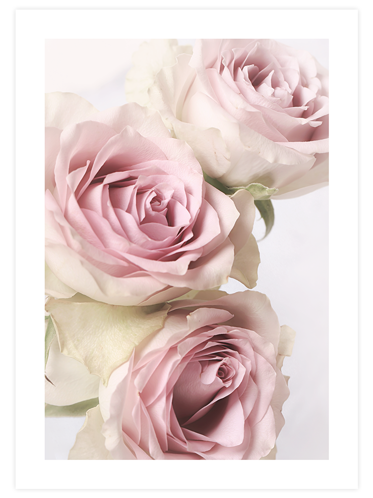 Gül Demeti N1 - Art Print Ürün ana görseli