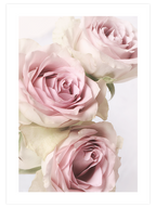 Gül Demeti N1 - Art Print