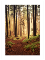 Güneşli Orman - Art Print