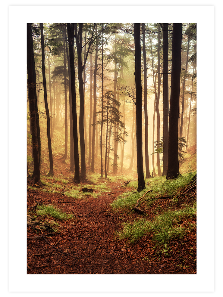 Güneşli Orman - Art Print Fotoğraflar Poster